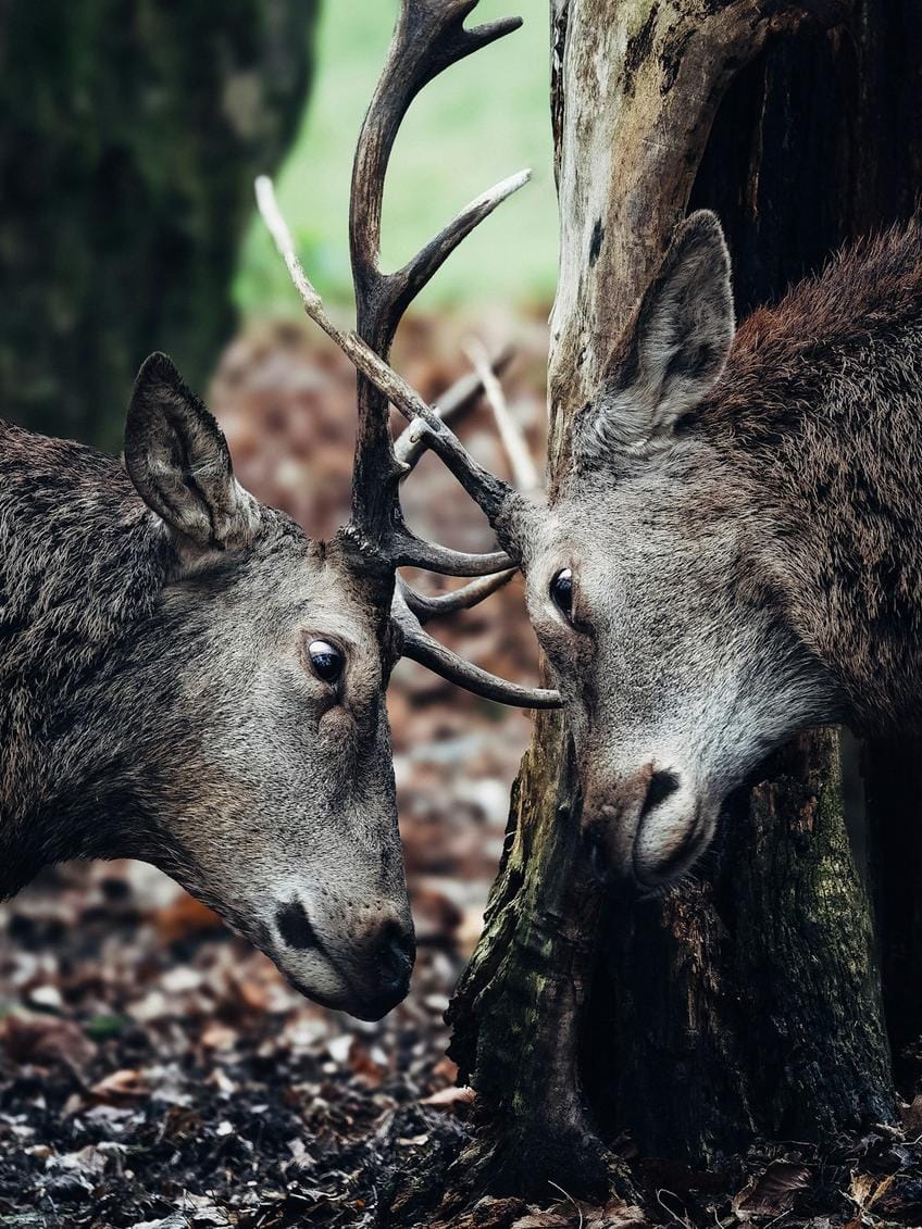 A vibrant screenshot of a Call of Duty multiplayer map with seasonal themed elements and players unlocking camos