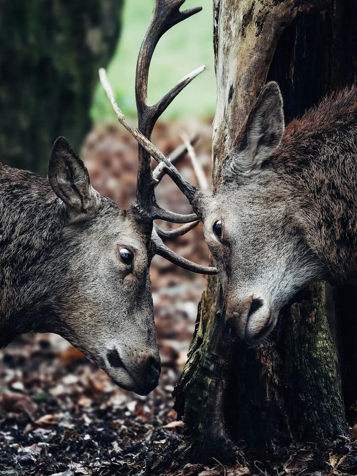 Intelligent Strategies for Seasonal Updates in Gaming and Esports